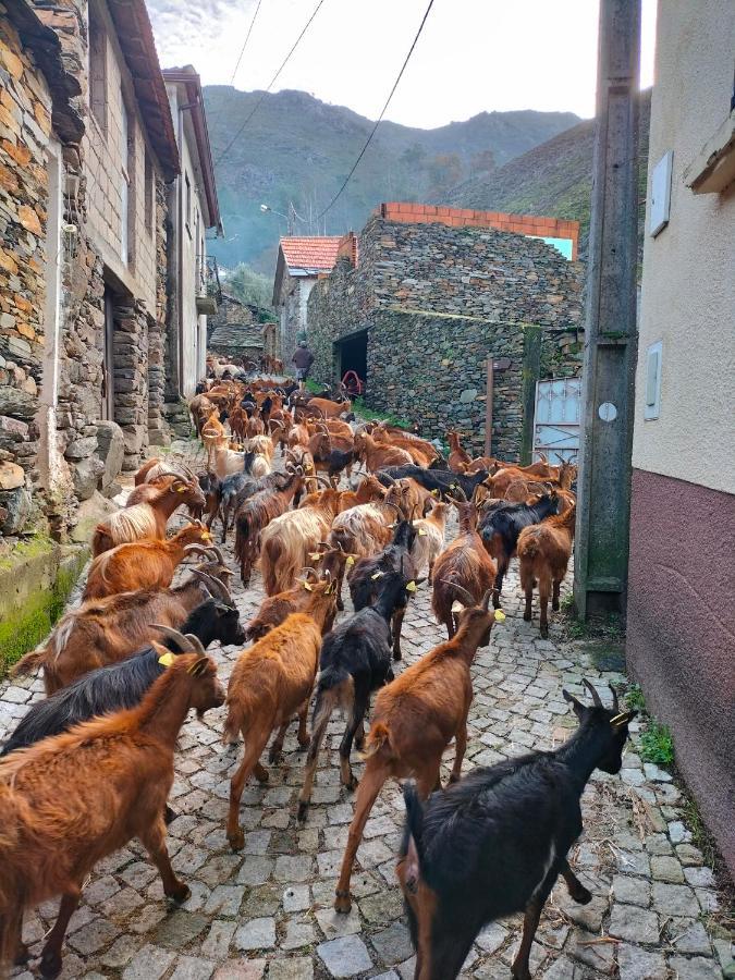 Вілла Casa Do Avo Ze Covas do Monte Екстер'єр фото